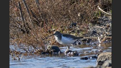 Dere Düdükçünü