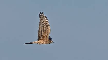 Çayır Delicesi