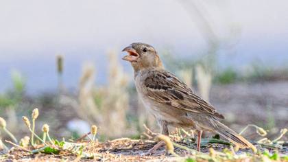 Serçe