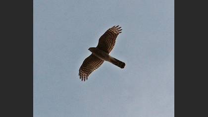 Atmaca