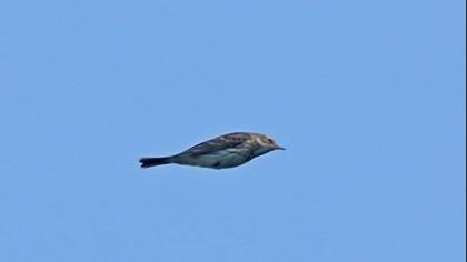 Tanımsız