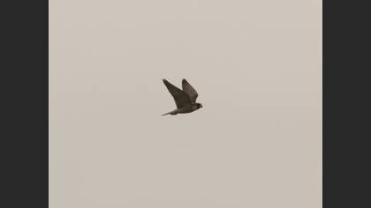Gök Doğan