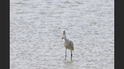 Kaşıkçı
