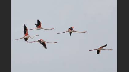 Flamingo