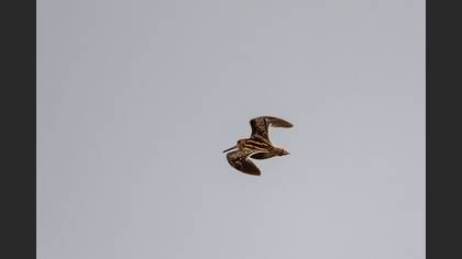 Tanımsız