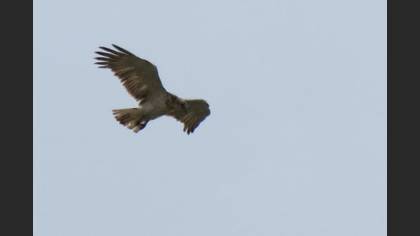 Tanımsız
