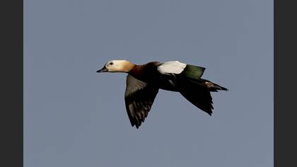 Angıt