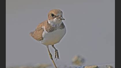 Halkalı Küçük Cılıbıt