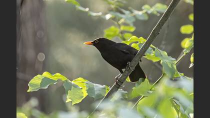 Karatavuk