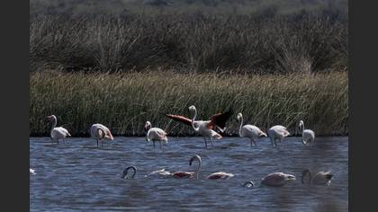 Flamingo