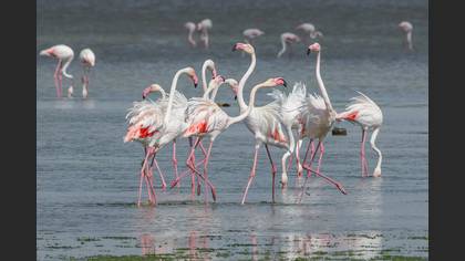 Flamingo
