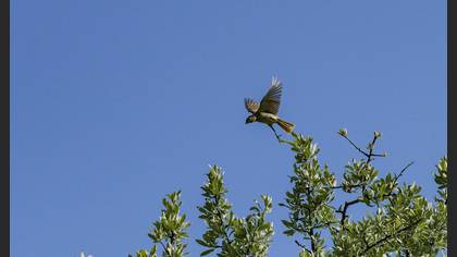 Tarla Kirazkuşu