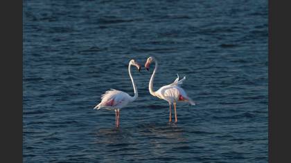 Flamingo