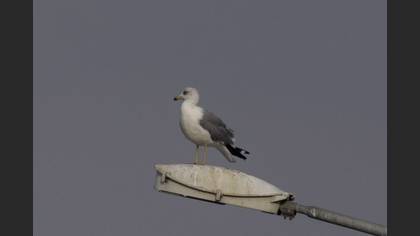 Gümüş Martı