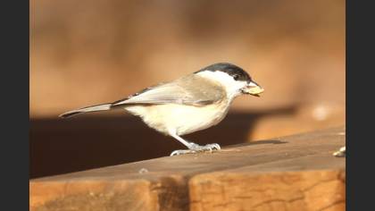 Kayın Baştankarası
