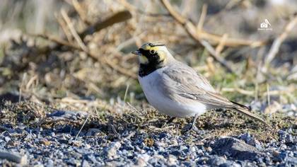 Kulaklı Toygar
