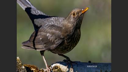 Karatavuk