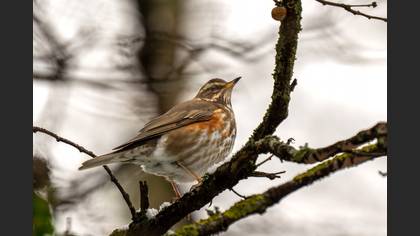 Kızıl Ardıç