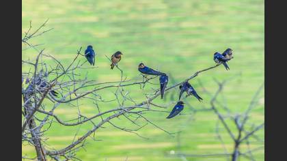 Barn Swallow
