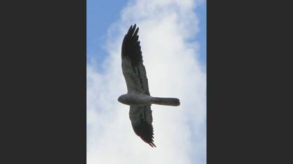 Tanımsız