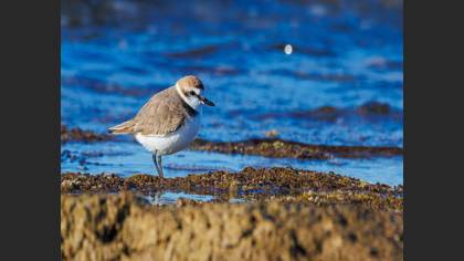Akça Cılıbıt