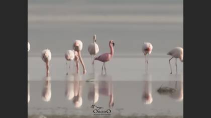 Küçük flamingo