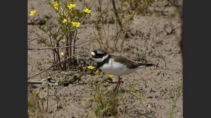 Halkalı cılıbıt