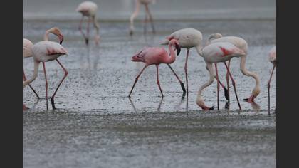 Küçük flamingo