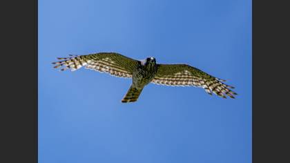 Levant Sparrowhawk