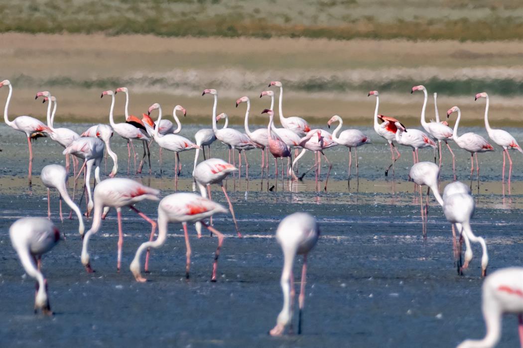 Küçük flamingo