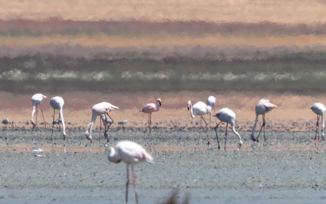 Küçük flamingo