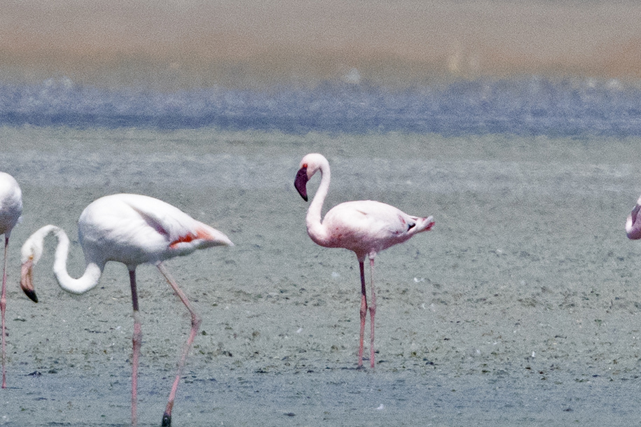 Küçük flamingo