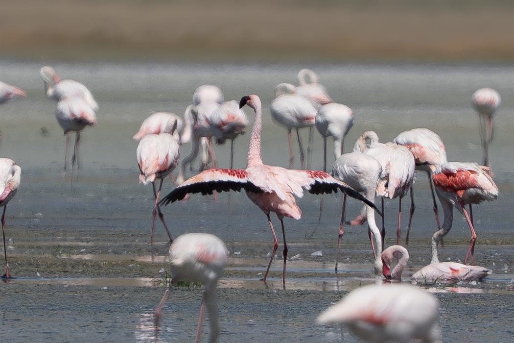 Küçük flamingo