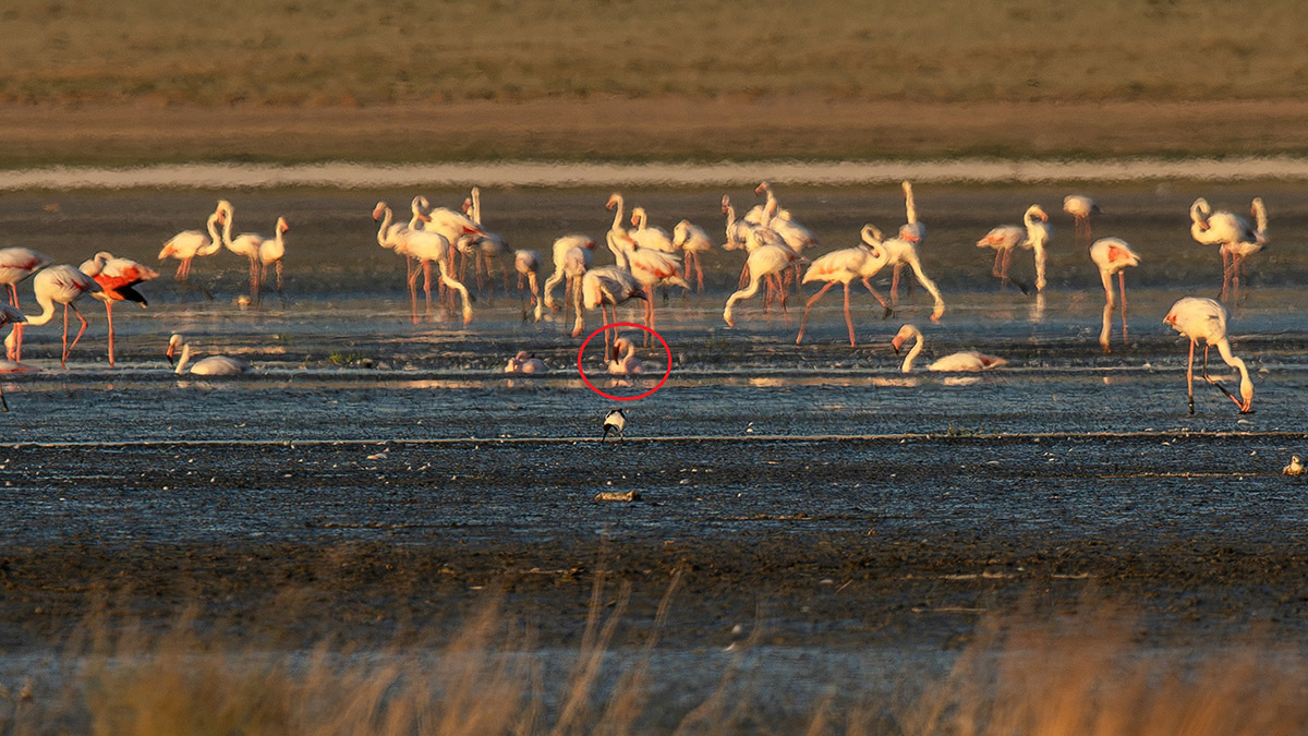 Küçük flamingo