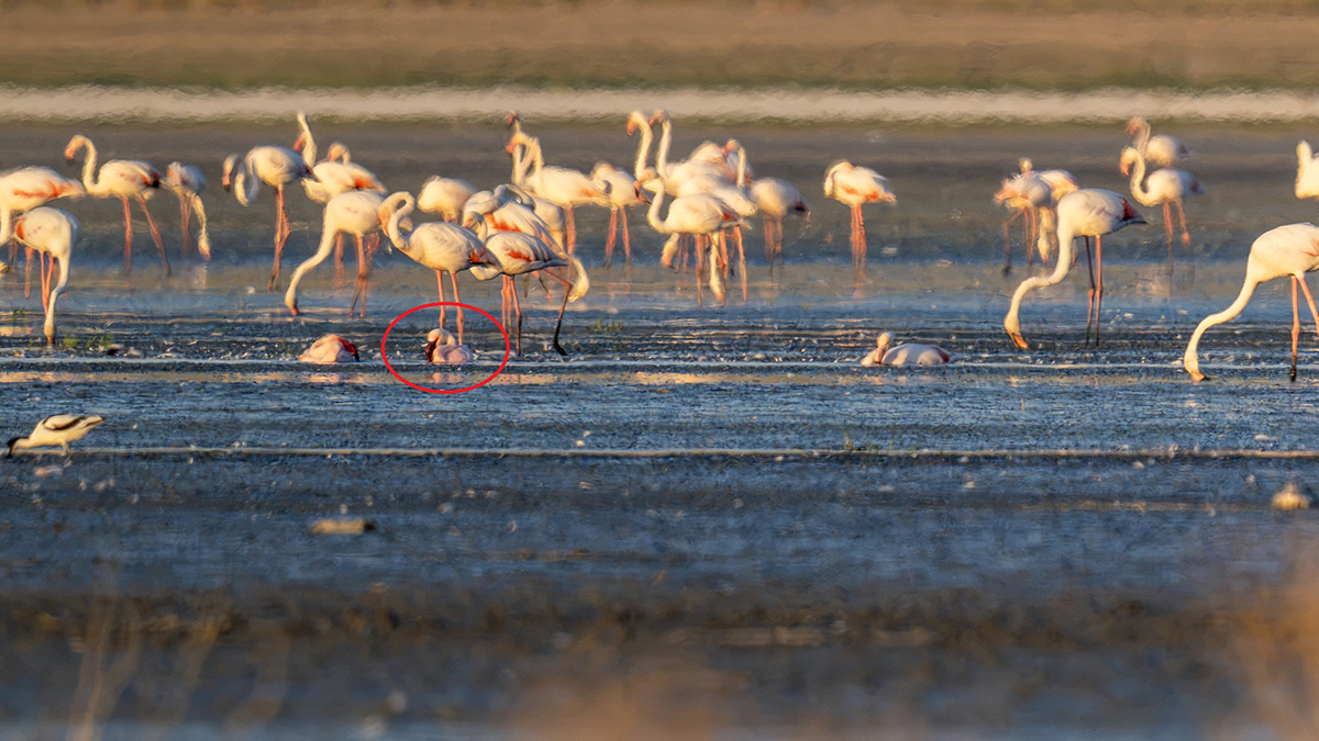 Küçük flamingo