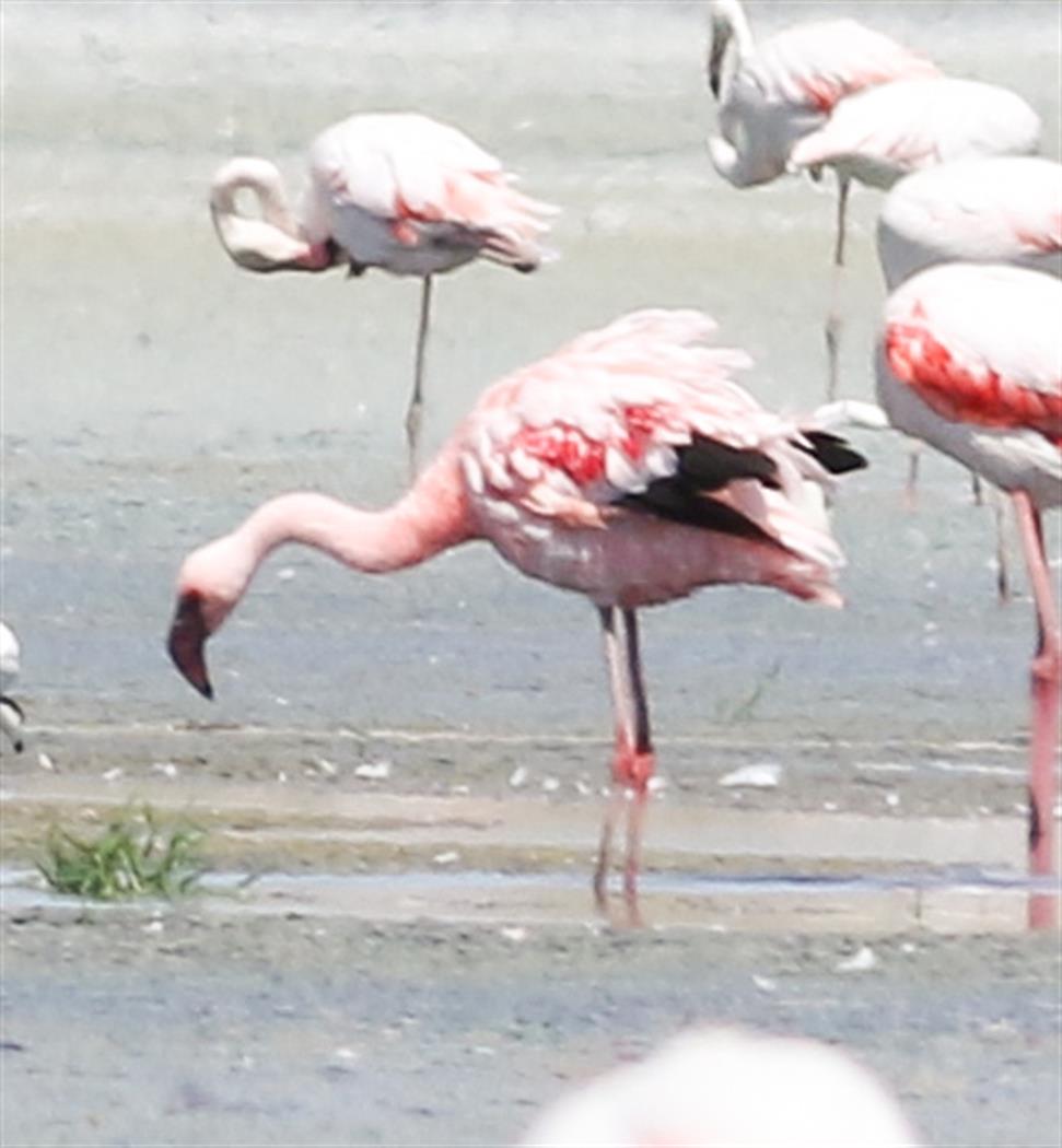 Küçük flamingo