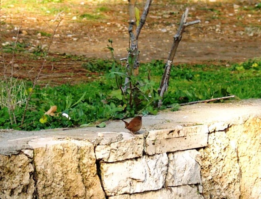 Çitkuşu