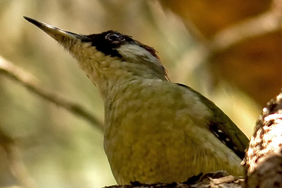 Yeşil ağaçkakan