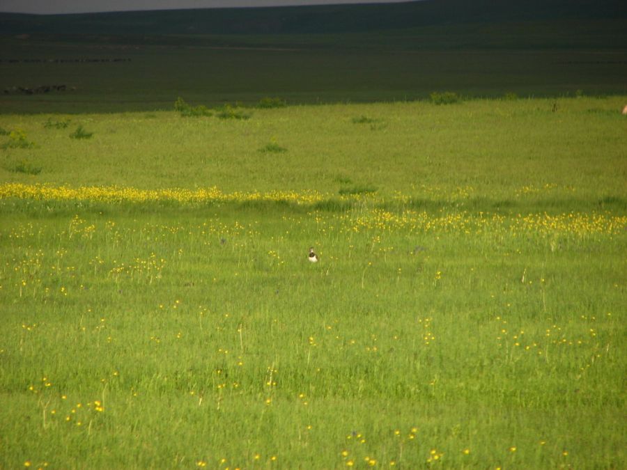Tanımsız