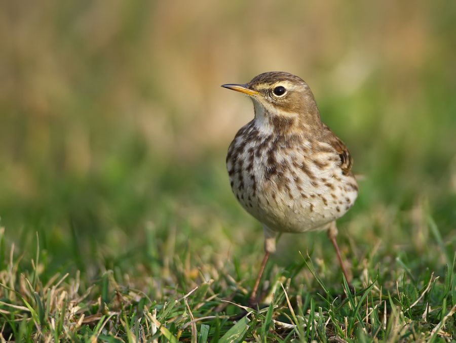 Dağ incirkuşu