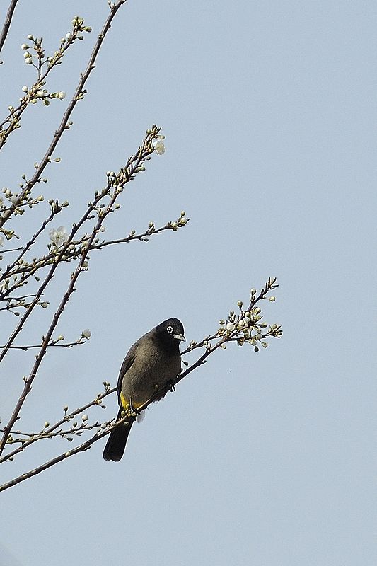 Arapbülbülü