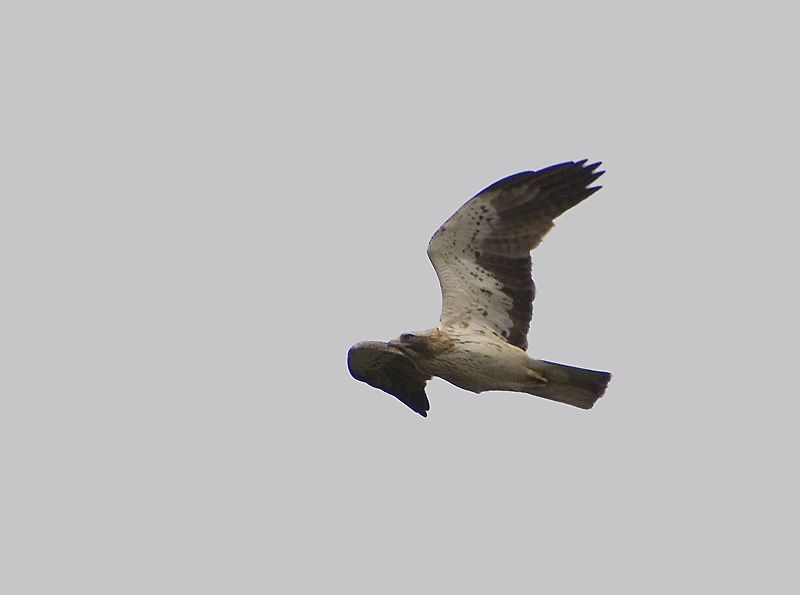 Küçük kartal
