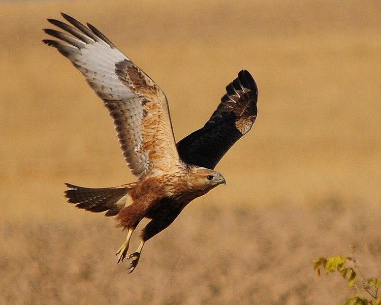 Kızıl şahin