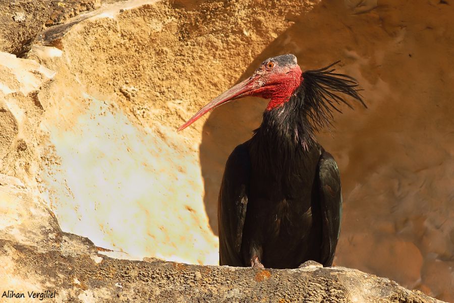 Kelaynak