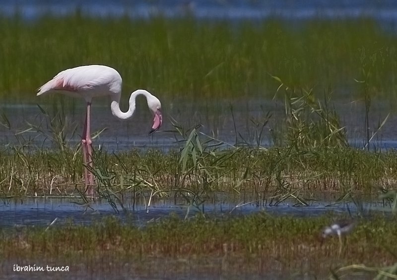 Flamingo