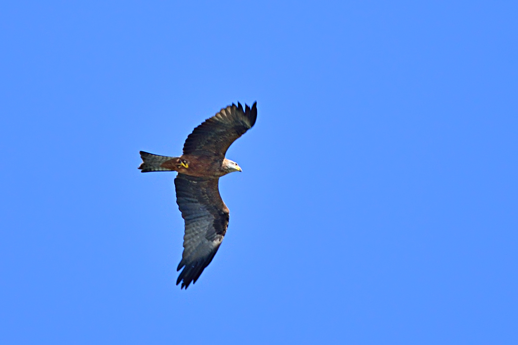 Kara çaylak