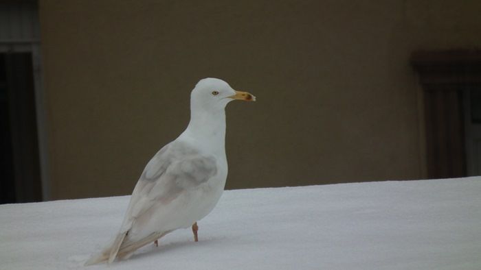 Tanımsız