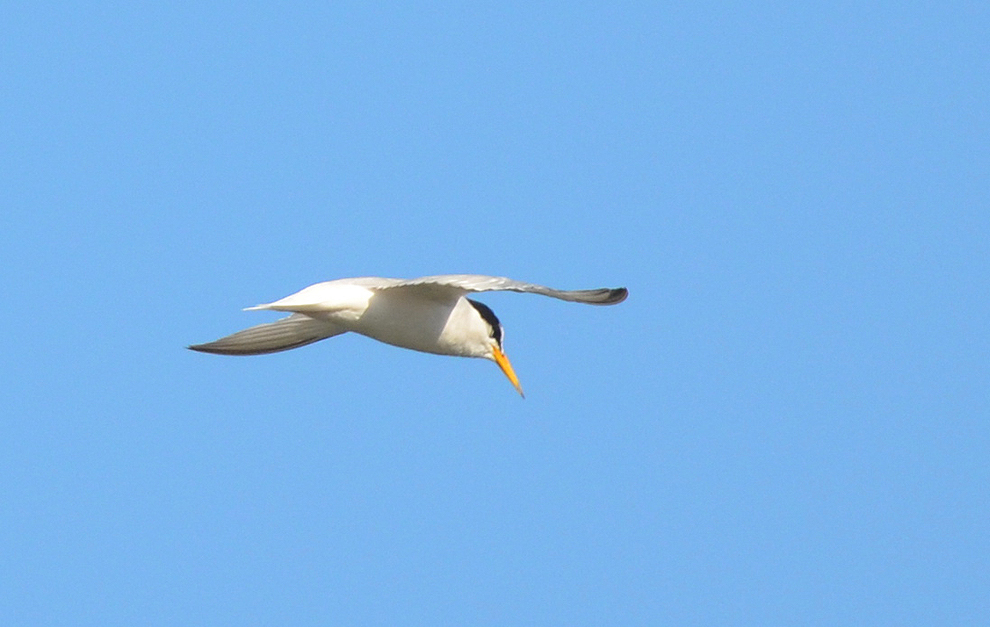 Küçük sumru