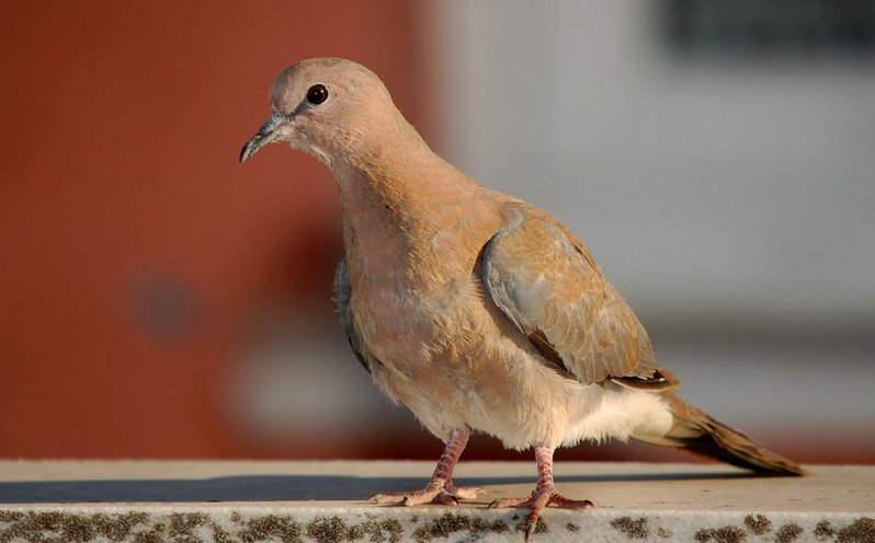 Küçük kumru