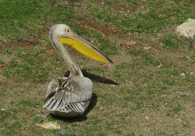 Ak pelikan